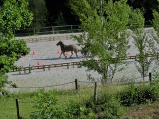 Cours d'équitation