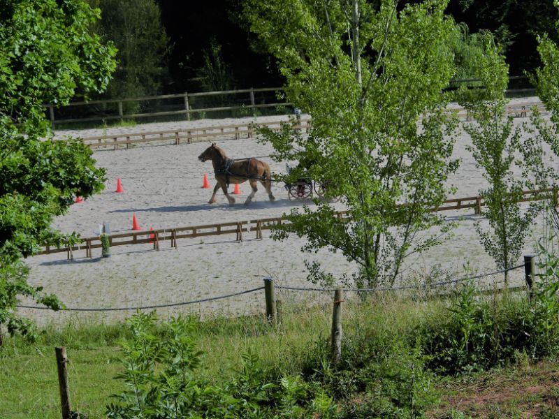Cours d'équitation